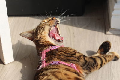 Cat yawning