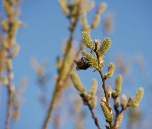 Close-up of bee pollinating flower