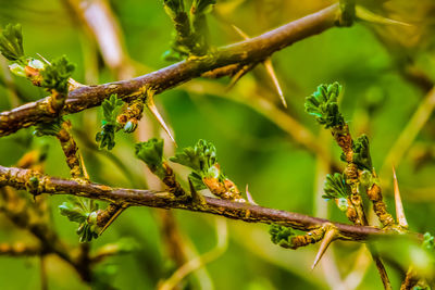 Close-up of insect on tree branch