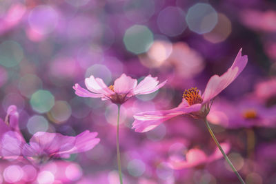 Close-up of bumblebee on pink flowering plant