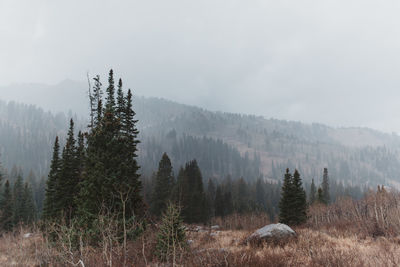 Pine trees in forest against sky