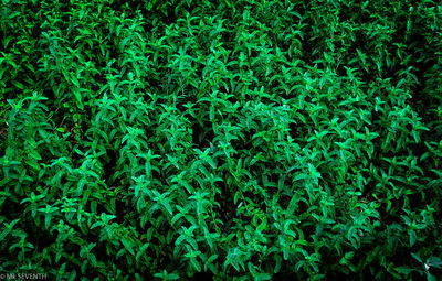 Full frame shot of plants growing on land