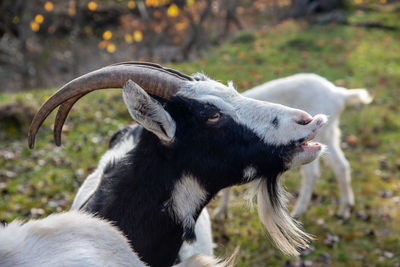 Close-up of goat on field