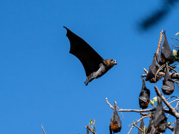 Low angle view of bird flying against blue sky