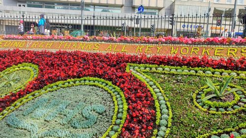 Multi colored flowering plants in garden