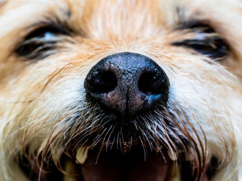 Close-up portrait of a dog