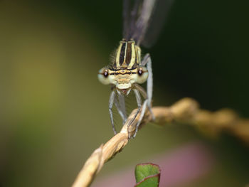 Close-up of insect