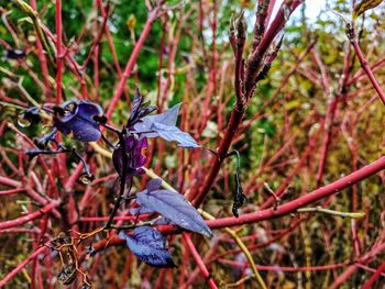 Close-up of bird on branch against blurred plants