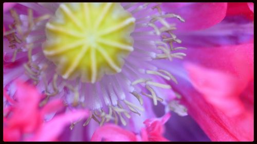 Close-up of pink flower blooming outdoors