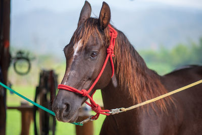 Close-up of a horse