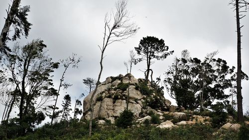 Low angle view of trees against sky