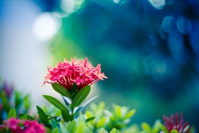 Close-up of flower blooming outdoors