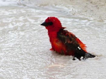 Red duck in a lake