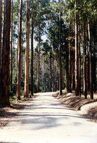 Road amidst trees in forest