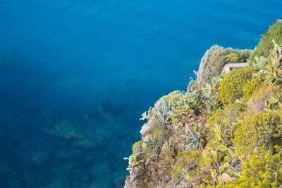 High angle view of coral in sea