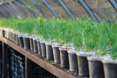 Young coniferous trees grow in small pots put on counter in long rows under protective cover