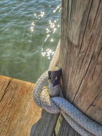 High angle view of lizard on pier