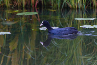 Close-up of swan swimming in lake
