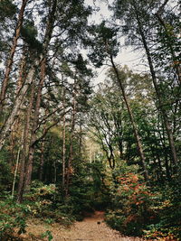 Trees growing in forest