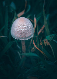 Close-up of mushroom growing on field