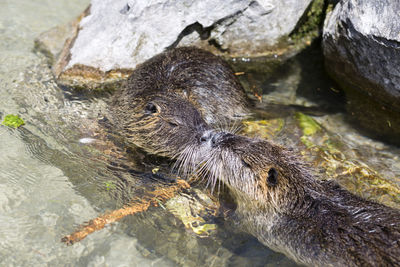 Close-up of nutrias in water