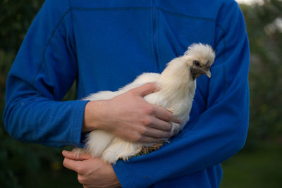 Illuminated by gentle evening sunset light, an unusual pet white silkie bantam hen chicken is held