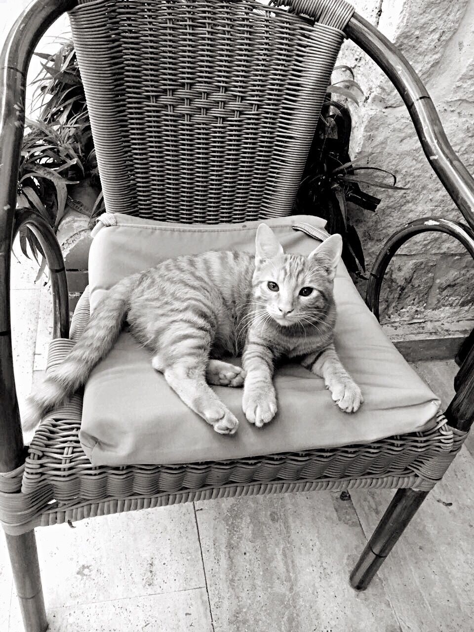 domestic cat, portrait, looking at camera, feline, pets, high angle view, sitting, animal themes, mammal, domestic animals, one animal, day, no people, indoors