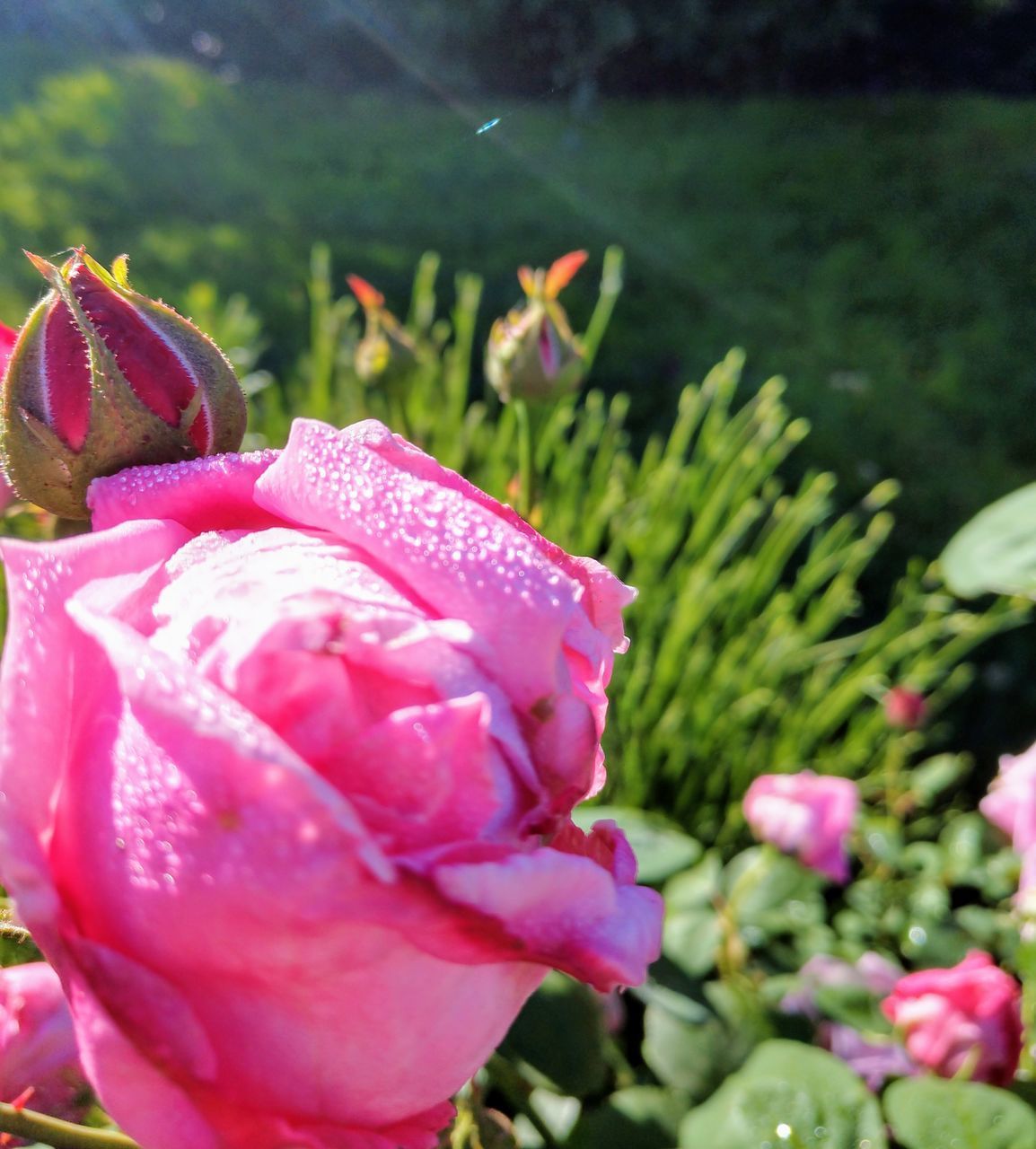 CLOSE-UP OF PINK ROSE WITH DEW DROPS