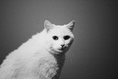 Close-up portrait of a cat