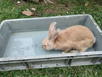 High angle view of a rabbit on field