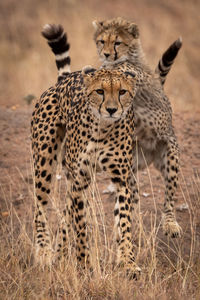 Close-up of cheetahs on field