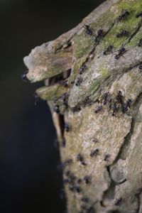Close-up of tree trunk