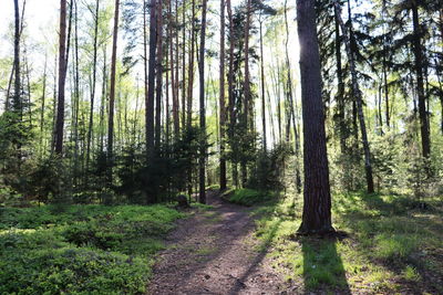 Trees growing in forest