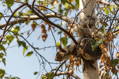Low angle view of squirrel on tree