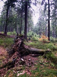 Trees in forest