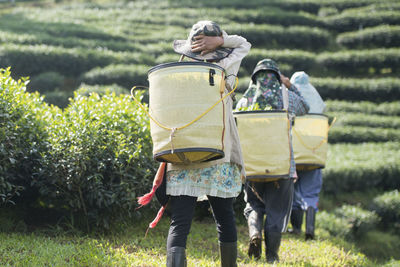 Rear view of women harvesting tea