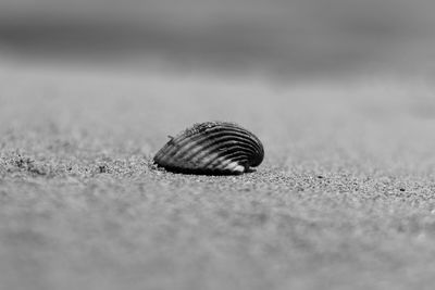Close-up of shell on sand