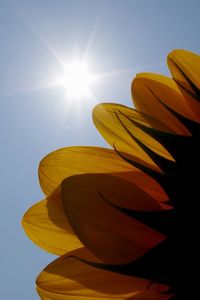 Low angle view of yellow flower against sky