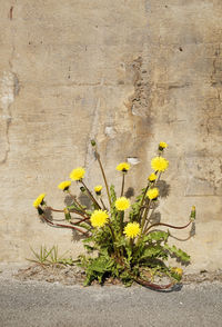 Close-up of yellow flowering plant against wall