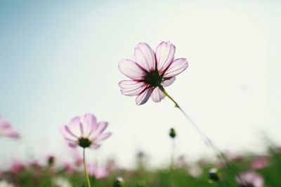 Close-up of pink cosmos flower blooming outdoors