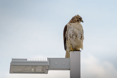 Close-up of owl perching on pole against sky
