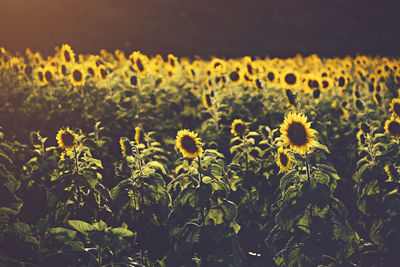 Close-up of yellow flowering plant on field