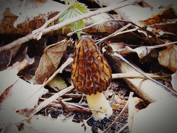 Close-up of plant