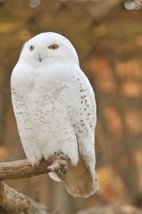 Close-up portrait of white owl