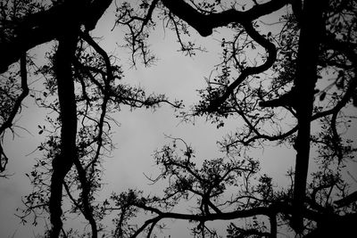 Low angle view of bare tree against sky