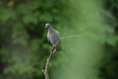 Close-up of bird perching on tree