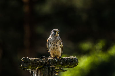 Close-up of hawk against blurred background