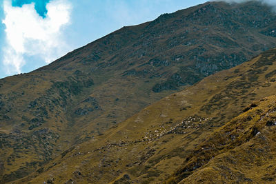 View of flock of sheep on a mountain 