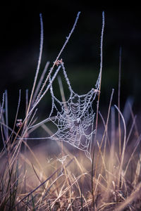 Close-up of spider web on dry grass