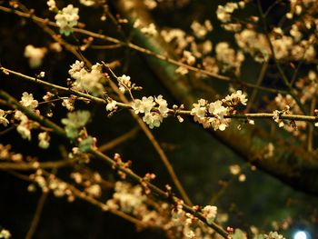 Close-up of cherry blossoms in spring